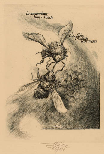 Exlibris by Bernd Hieke from Germany for Reglinde Lattermann - Insect 